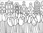 The Amsterdam Tulips