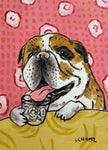 bulldog water