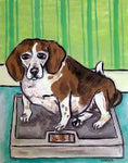 fat beagle