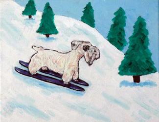sealy ham skiing