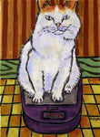 white cat on a diet